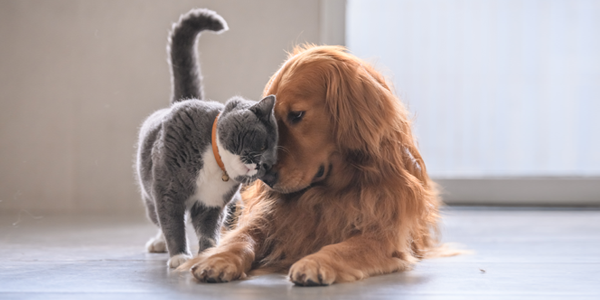 ASPCA