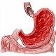 GastrointestinalTract