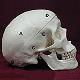 HumanSkeletalAnatomy_ModuleEight