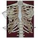 HumanSkeletalAnatomy_ModuleSeven