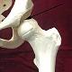HumanSkeletalAnatomy_ModuleTen