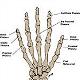 HumanSkeletalAnatomy_ModuleThree