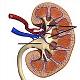 RadiographyUrinarySystem