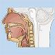 RT_Lymphatics_Module10