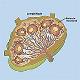 RT_Lymphatics_Module2