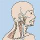 RT_Lymphatics_Module5