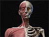 Cross-Sectional Anatomy Series